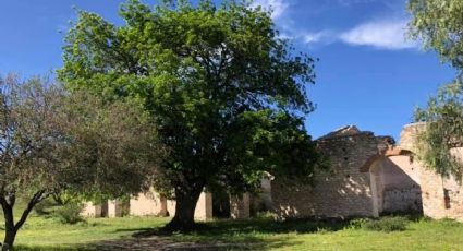 La belleza del fresno mexicano, árbol que se da en León y atrae agua