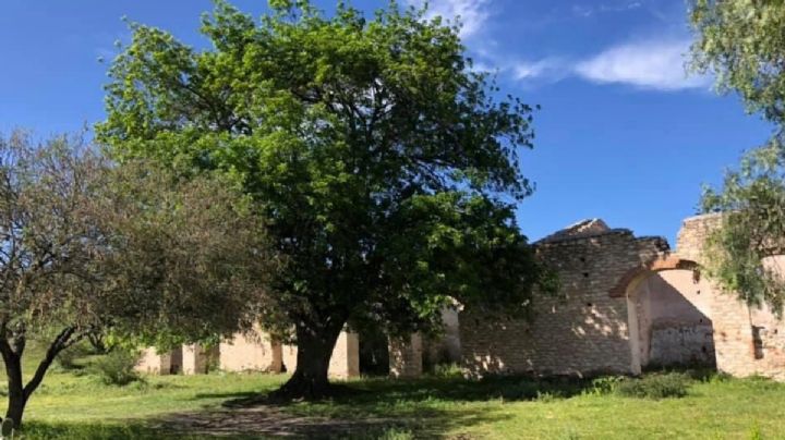 La belleza del fresno mexicano, árbol que se da en León y atrae agua