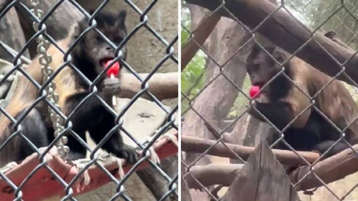 Les dan paletas Tutsi Pop a monos del Zoológico de León ¿les hace daño? | VIDEO