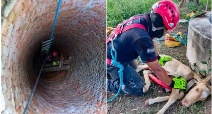 Rescatan con vida a potrillo que cayó a un pozo en León