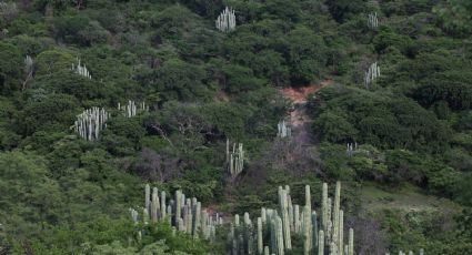 Derechos de la Naturaleza y Desarrollo ¿Compatibilidad o Contradicción?