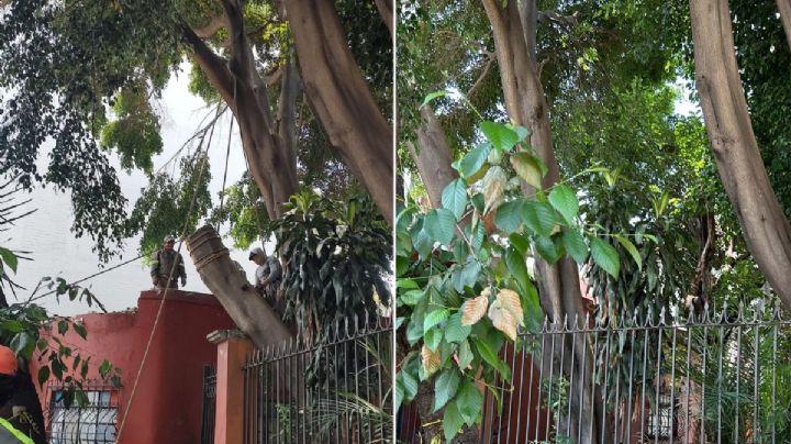 Inmobiliaria busca derribar árbol en División del Norte y Gabriel Mancera, acusan vecinos