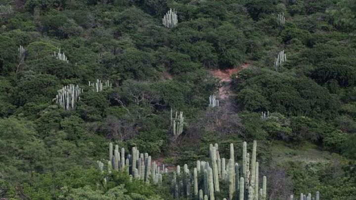 Derechos de la Naturaleza y Desarrollo ¿Compatibilidad o Contradicción?