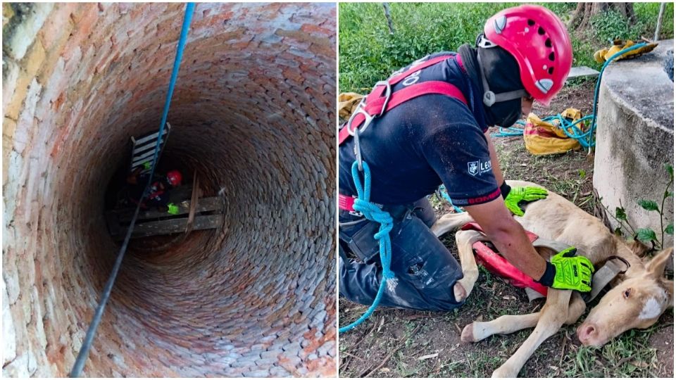 Un potrillo de 3 días de nacido fue rescatado al fondo de un pozo de 20 metros en León.