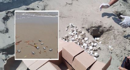 Nacen 41 tortugas en playa de Coatzacoalcos; es la primera eclosión del año