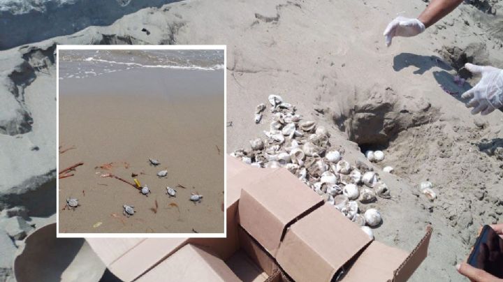 Nacen 41 tortugas en playa de Coatzacoalcos; es la primera eclosión del año
