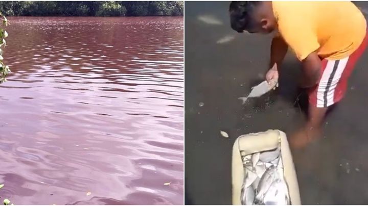 ¿Qué pasa en el Río Seco de Tabasco? Peces mueren y agua es color rosa