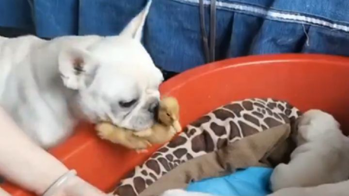 Perrita adopta un pato y así reaccionan sus cachorros