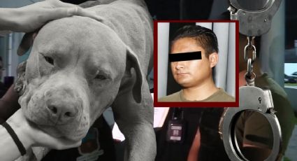 Capturan al agresor de Jefazo, perrito que murió de un machetazo