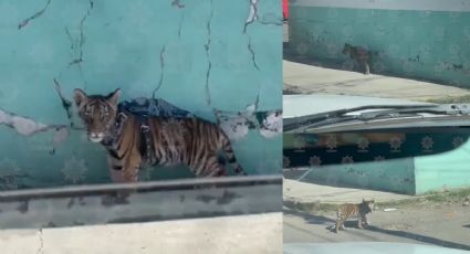 Cachorro de tigre pasea en calles de Durango | VIDEO