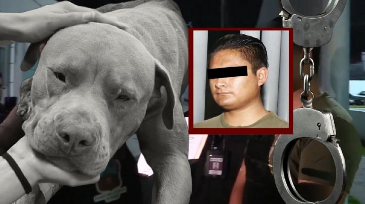 Capturan al agresor de Jefazo, perrito que murió de un machetazo