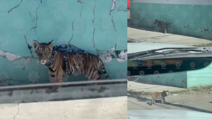 Cachorro de tigre pasea en calles de Durango | VIDEO