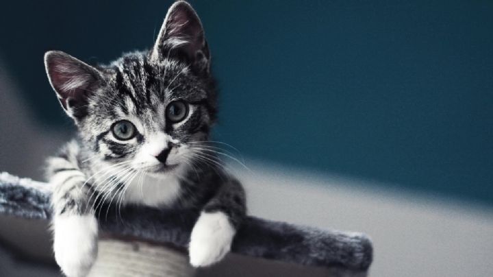 Arma el plan perfecto para festejar a tu michi este Día Internacional del Gato