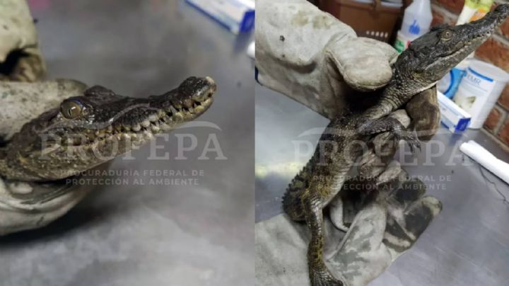 Capturan a cocodrilo deambulando por las calles de Guanajuato