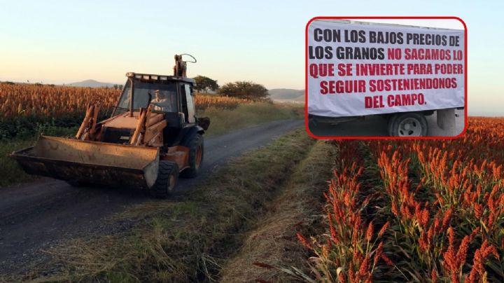 Crisis agrícola en Tamaulipas: Productores de sorgo en descontento por apoyo ofrecido por gobierno estatal