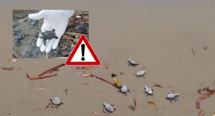 Hallan muerta a cría de tortuga con restos de crudo en playa de Coatzacoalcos