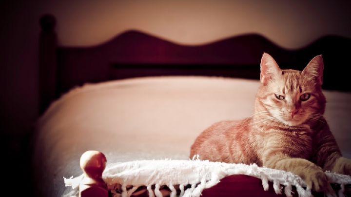 Así rastrea tu gato tus movimientos, como si se tratara de un GPS