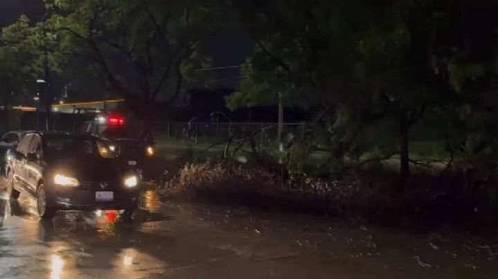Se cayeron 15 árboles y postes tras el fuerte aguacero y granizada en la ciudad de León
