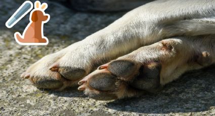 Torturan perrito en Xicotepec, Puebla; exhiben el hecho en redes