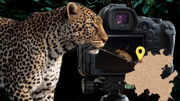 Desnutrido y moribundo, jaguar es videograbado en sierra hidalguense I Video