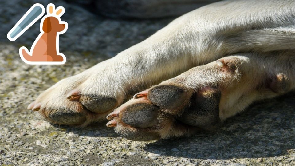 Se han reportado casos de maltrato animal en San Martín Texmelucan, Atlixco, Tecamachalco, Xicotepec de Juárez, Tehuacán, Tecamachalco y en la capital del estado de Puebla.