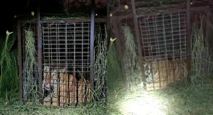 Tigre que escapó en Reynosa es capturado seis días después | VIDEO