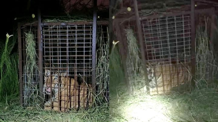 Tigre que escapó en Reynosa es capturado seis días después | VIDEO