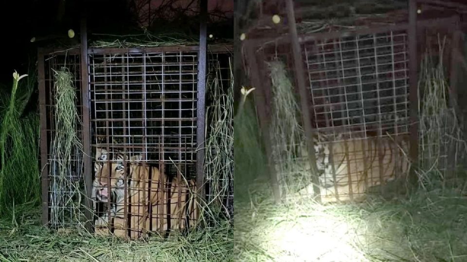 El tigre de bengala siempre se mantuvo en un cuadrante de 100 hectáreas en torno al lugar en que habitaba, comentó y aseguró que no se tienen reportes de que haya atacado a personas ya que se emitió una alerta para que las personas se resguardaran y evitaran enfrentarlo