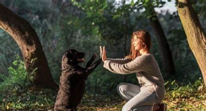 Estas son las 10 palabras que entienden los perros, según la ciencia