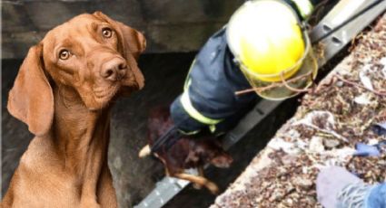 Lluvia en Pachuca: así rescatan a 2 perros que eran arrastrados por el agua