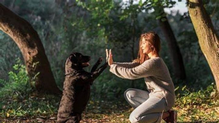 Estas son las 10 palabras que entienden los perros, según la ciencia