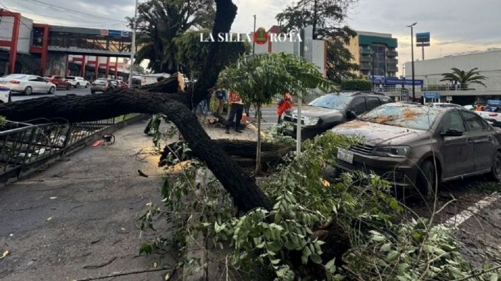 Muerte de árboles en la CDMX; van más de 600 en 2024