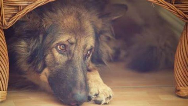 5 consejos para que tu perro no se asuste con los cuetes este 15 de septiembre