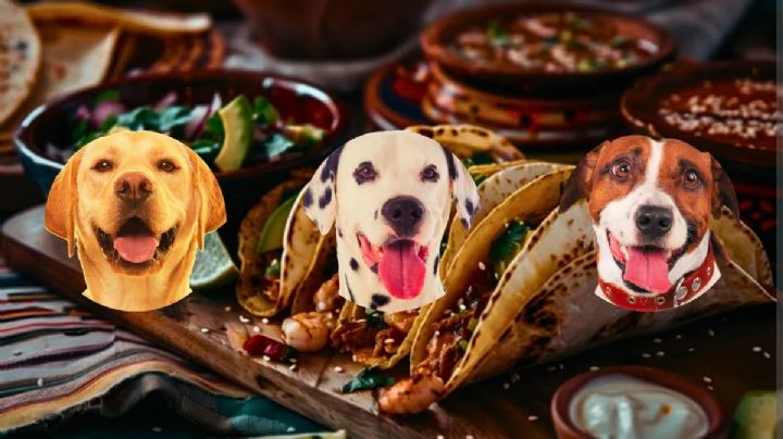 Estos antojitos mexicanos pueden ser peligrosos para tu mascota