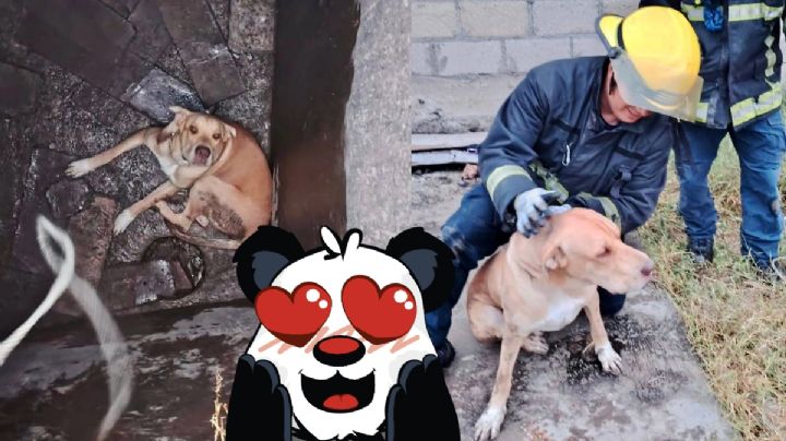 Perrito queda atrapado en una cisterna mientras se refugiaba de la lluvia; así lo rescataron