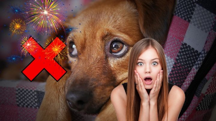 15 de septiembre: ¿Va a usar pirotécnica? Así podría afectar a tus mascotas