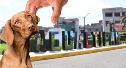 Cuelgan a perro de un árbol y acusan probable encubrimiento de las autoridades