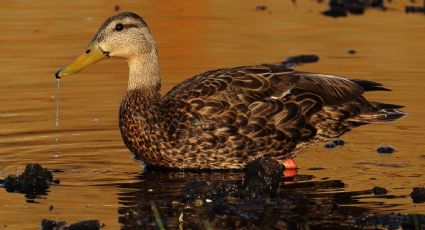 La presa de El Palote es el hogar de el pato mexicano, especie en peligro de extinción