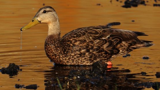 La presa de El Palote es el hogar de el pato mexicano, especie en peligro de extinción