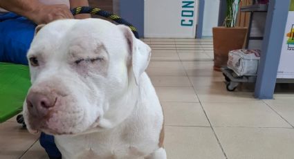 Perrito Zeus: Imputados de golpearlo con un martillo son juzgados en Pachuca