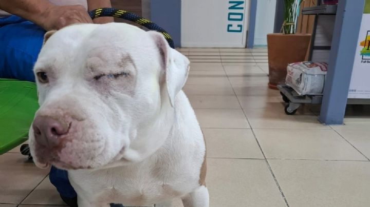 Perrito Zeus: Imputados de golpearlo con un martillo son juzgados en Pachuca