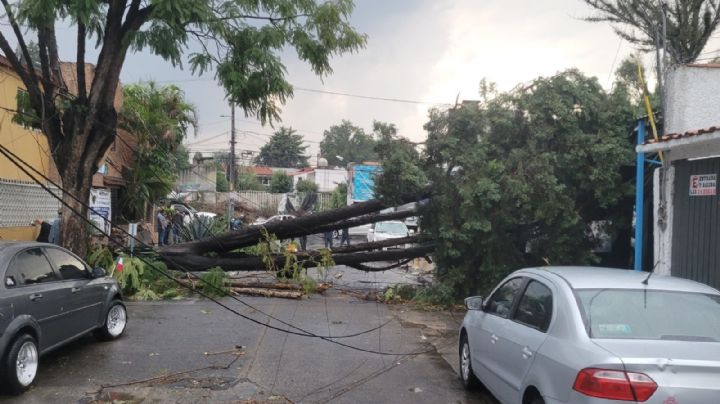 Tormenta con vientos derriba decenas de árboles en Naucalpan