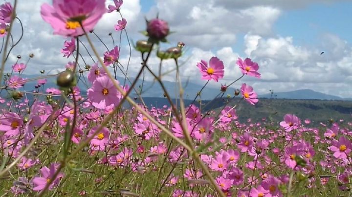 El cosmo o girasol morado, la flor que embellece las praderas de Guanajuato