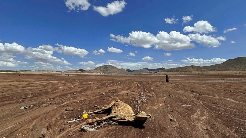 En la presa Las Lajas animales han muerto debido a la falta de pasto y agua