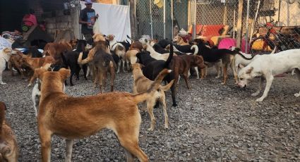 “Huellitas con Alma”: la lucha de una rescatista por salvar más de 100 perros en Puebla