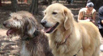 Este es el parque de perritos más bonito de la CDMX y es completamente GRATIS