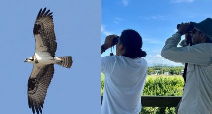 Veracruz tiene el mejor lugar del mundo para ver aves rapaces