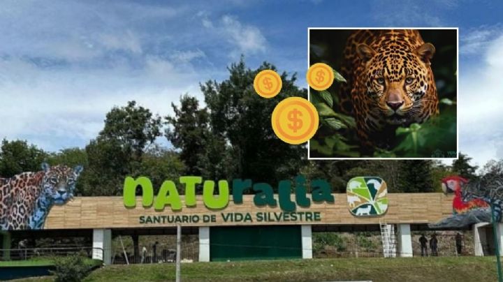 Nuevo parque Naturalia en Xalapa: costo de entradas para ver a jaguares