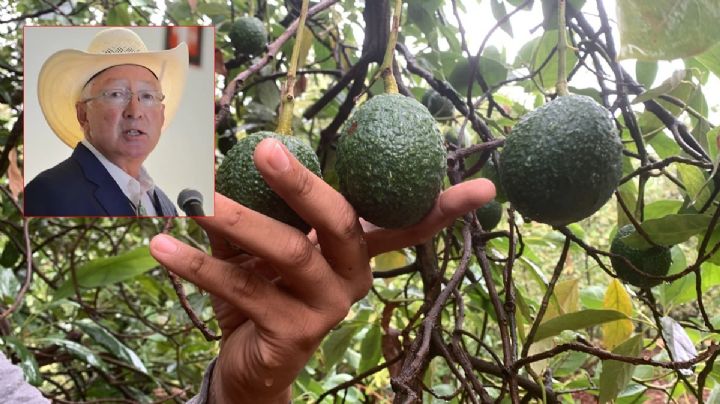 Ken Salazar pide combatir huertos ilegales de aguacate en México