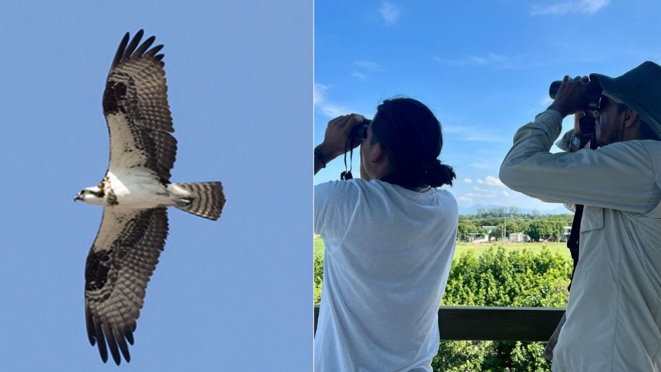 Para ser testigos del espectáculo natural que ofrece la migración de aves rapaces.